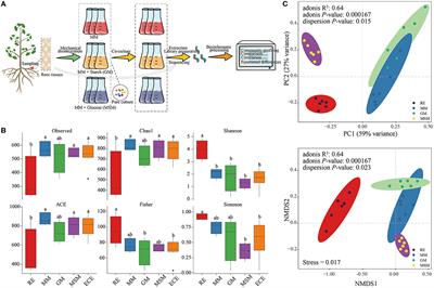 Enriching the endophytic bacterial microbiota of Ginkgo roots